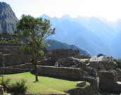 Machu Picchu Tree Machu Picchu Tree