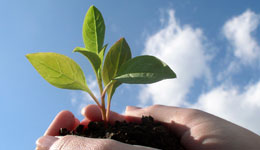 260_plant