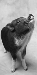 Spiritual Reality Behind Swine Flu